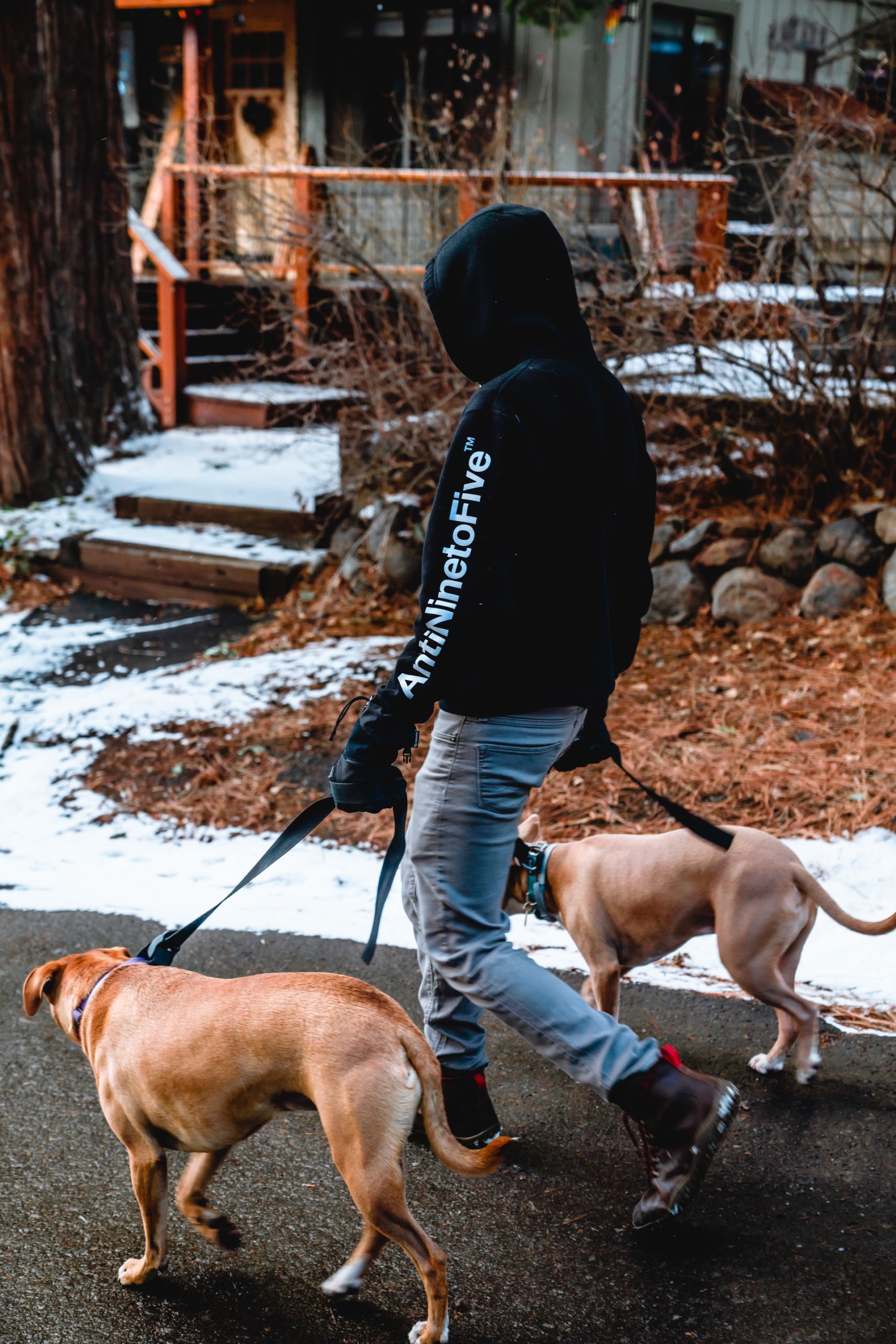 how-much-do-dog-walkers-make-healthy-homemade-dog-treats